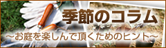 �G�߂̃R����