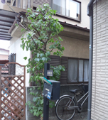 剪定施工事例
